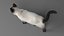 3D Cat Siamese