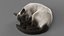 3D Cat Siamese