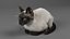 3D Cat Siamese