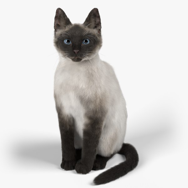 3D Cat Siamese