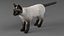 3D Cat Siamese