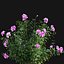 3D Bundle 08  Rose garden model