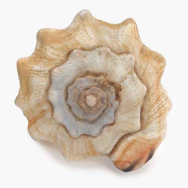 Vasum Truncatum Seashell 3D model