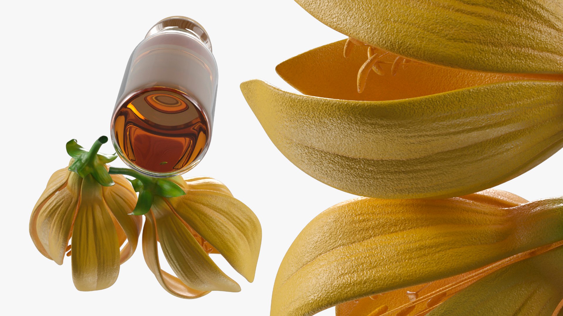 3D Ylang Ylang Oil Bottle with Flower model https://p.turbosquid.com/ts-thumb/hS/R0jCzZ/tc/ylang_ylang_oil_bottle_with_flower_005/jpg/1770160835/1920x1080/fit_q87/ba7a13ffe486b7e6696d543a955362fb2d98cded/ylang_ylang_oil_bottle_with_flower_005.jpg