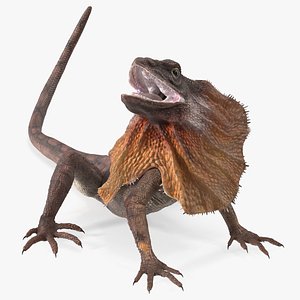 Chlamydosaurus Kingii Angry Pose 3D model