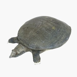 3D turtle trionyx sinensis model