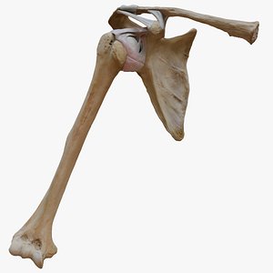 Ligaments of the shoulder joint