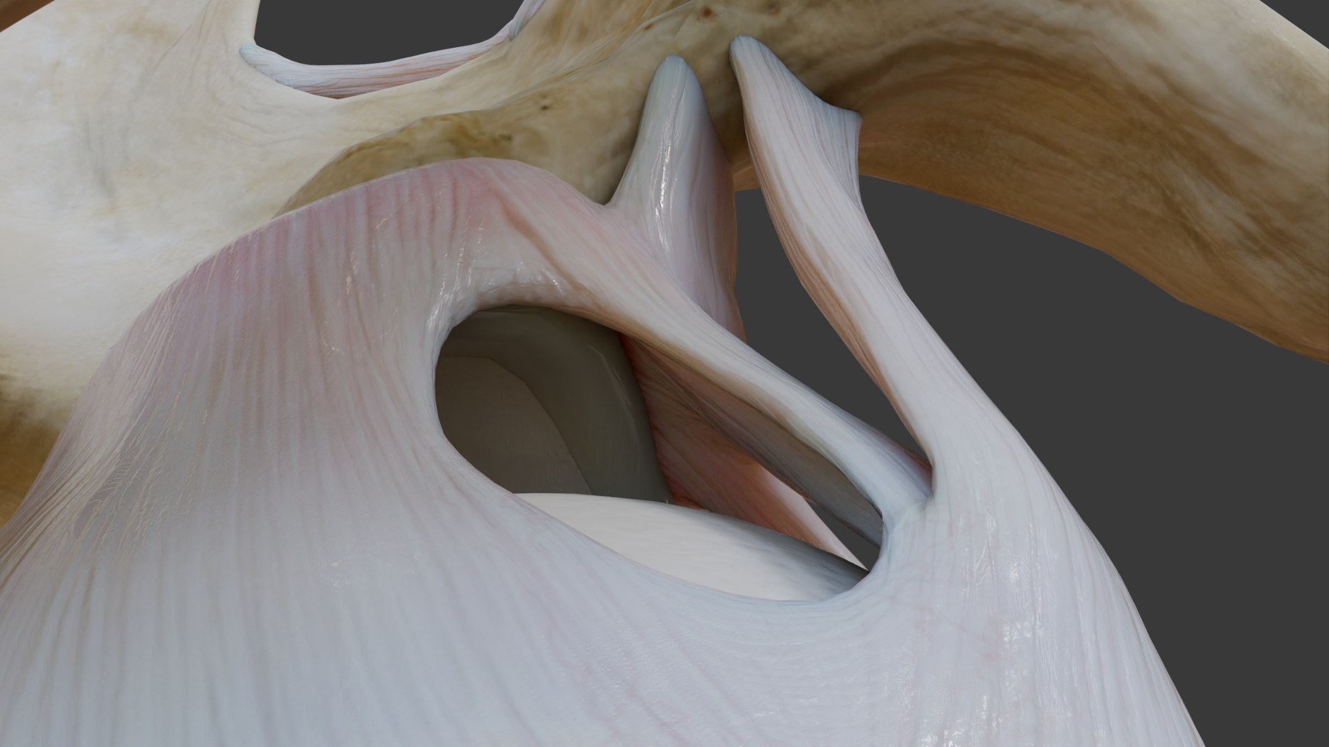 Ligaments of the shoulder joint model https://p.turbosquid.com/ts-thumb/hS/erd4tc/JF/glenohumeralligaments4/png/1706470048/1920x1080/fit_q87/1336e4048ec0874cf7f6fb6d2effef2a4720026b/glenohumeralligaments4.jpg