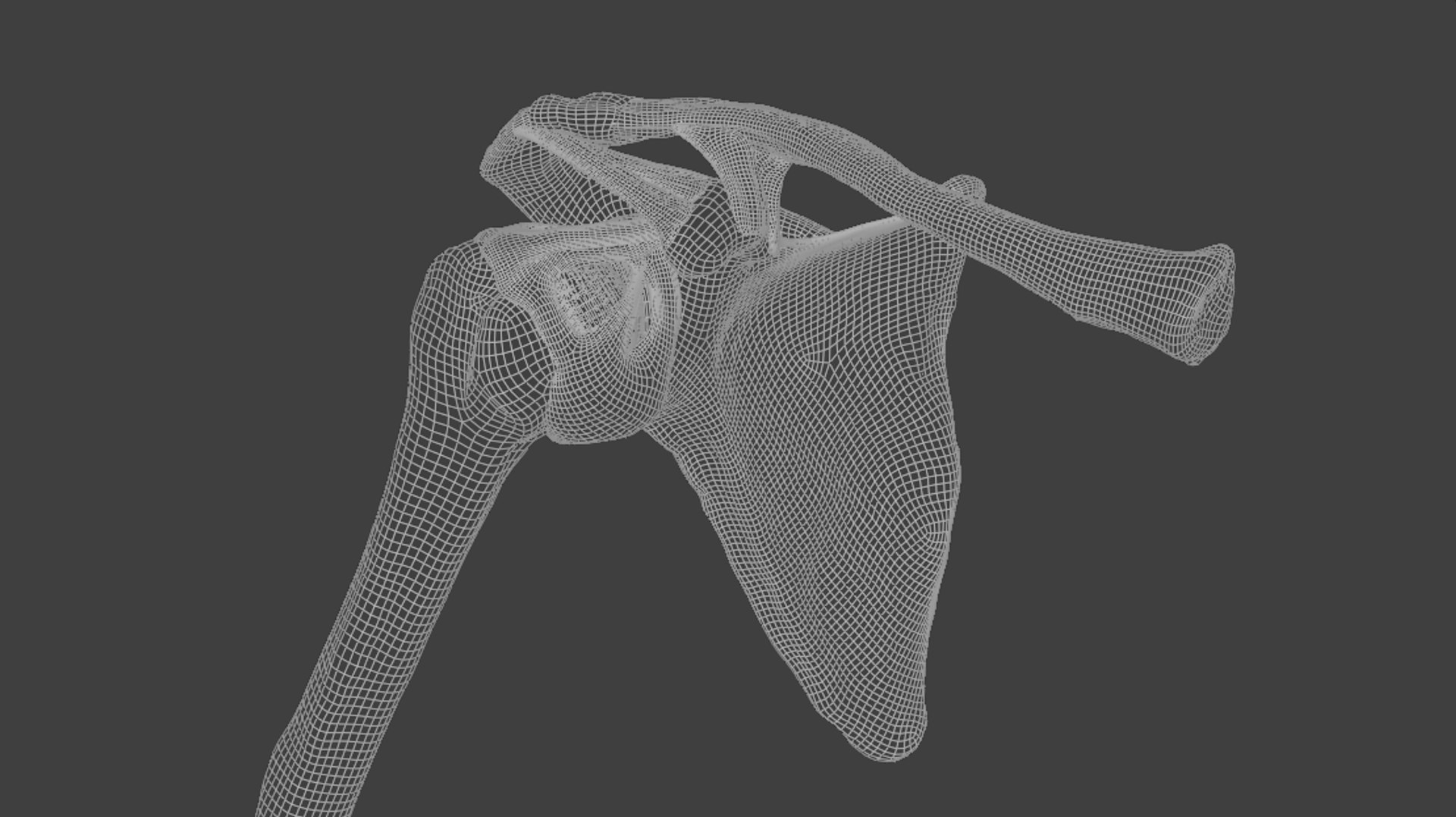 Ligaments of the shoulder joint model https://p.turbosquid.com/ts-thumb/hS/erd4tc/Kf/wireframe1/png/1706471037/1920x1080/fit_q87/c950b30dbcf0c241ffe3bbd3177c4b4b6c2ad0f6/wireframe1.jpg