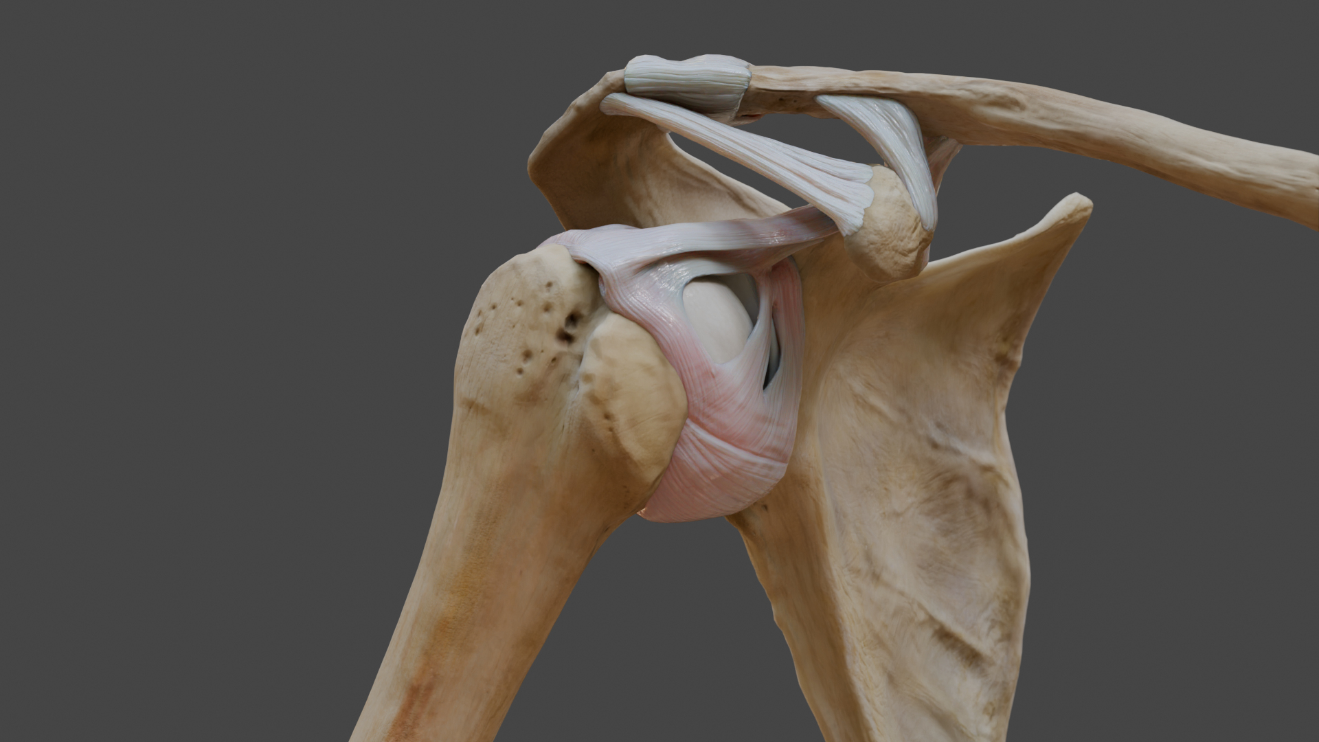 Ligaments of the shoulder joint model https://p.turbosquid.com/ts-thumb/hS/erd4tc/WP/glenohumeralligaments/png/1706475210/1920x1080/turn_fit_q99/02fbb1d47983d18c47cf8fa455cfa7fb04879b12/glenohumeralligaments-1.jpg