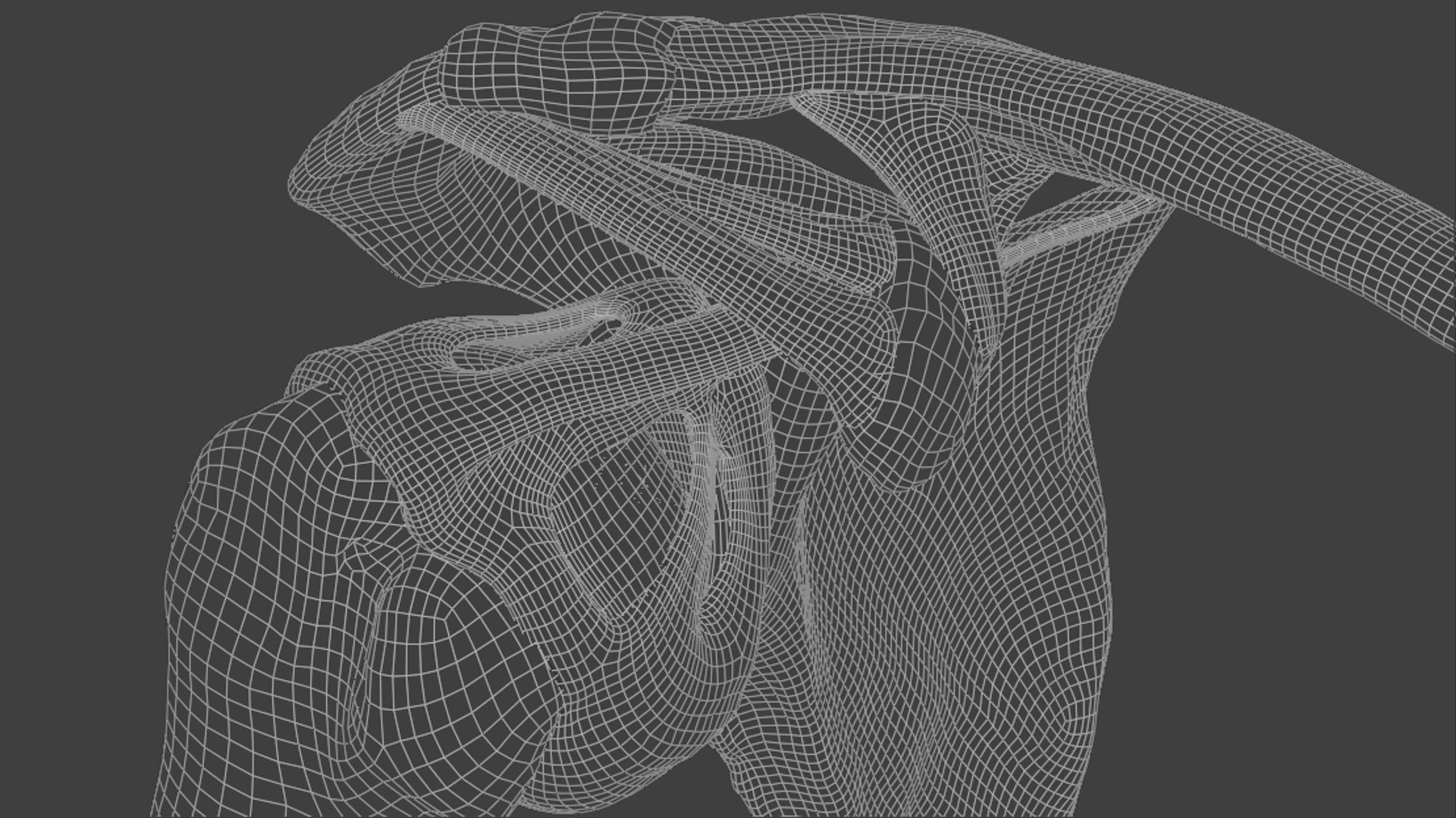Ligaments of the shoulder joint model https://p.turbosquid.com/ts-thumb/hS/erd4tc/fb/wireframe2/png/1706471037/1920x1080/fit_q87/1bad9997c9de75791d31e004729a5a0a66b1fa4e/wireframe2.jpg