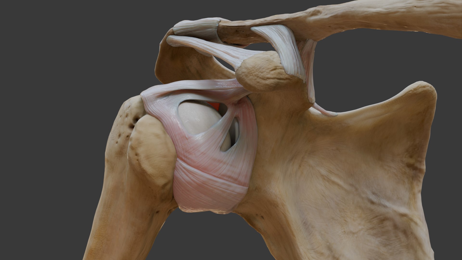 Ligaments of the shoulder joint model https://p.turbosquid.com/ts-thumb/hS/erd4tc/p7/glenohumeralligaments2/png/1706470038/1920x1080/fit_q87/ce2ad1eed102ac98d3fbfb323fd043ee4832eac9/glenohumeralligaments2.jpg