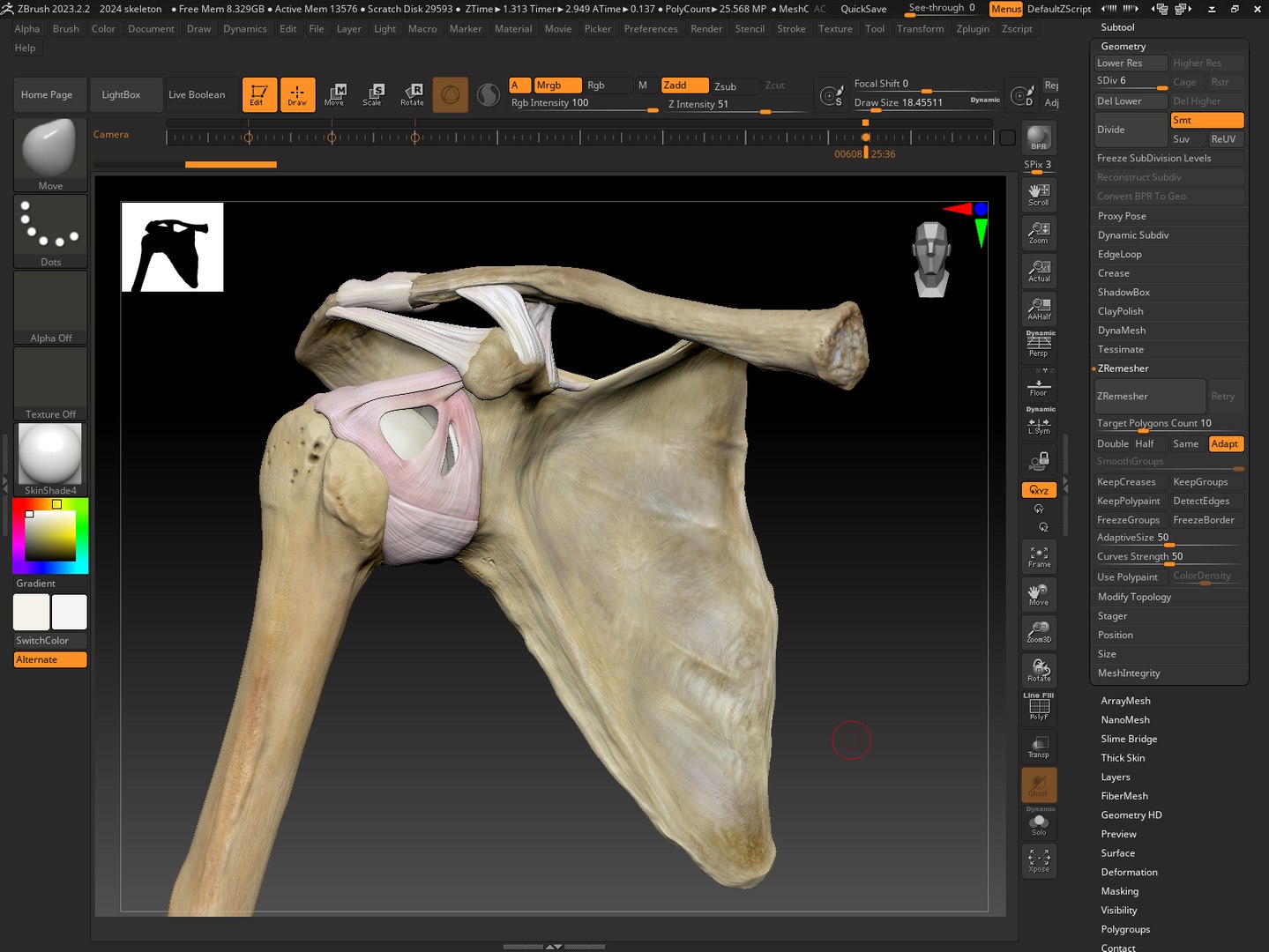Ligaments of the shoulder joint model https://p.turbosquid.com/ts-thumb/hS/erd4tc/uJ/zbrushcapture/png/1706471656/1920x1080/fit_q87/995ef7d00d921ac199e8b05195301fade1ae1ef5/zbrushcapture.jpg