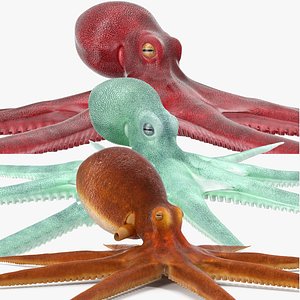 3D model Octopuses Collection