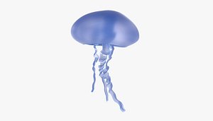 jellyfish underwater 3D
