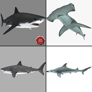 3d max sharks hammerhead modelled