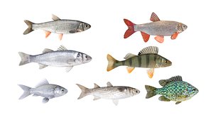 Fish Collection