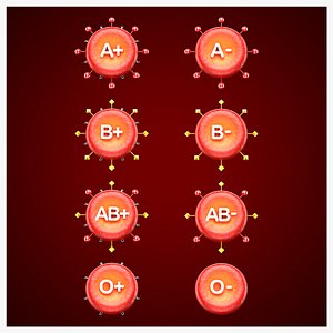 blood groups and red blood cells 3D model