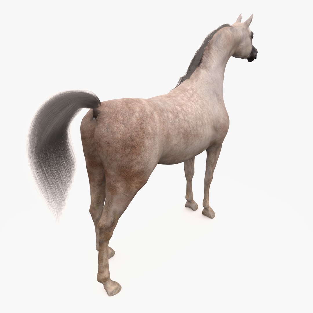 3d model horse arabian grey https://p.turbosquid.com/ts-thumb/hT/DSMUsn/6iWNcaHJ/image_5/jpg/1466455588/1920x1080/fit_q87/2c0ea1f490e6d45cc60d8b4502e5f47ed5c11985/image_5.jpg