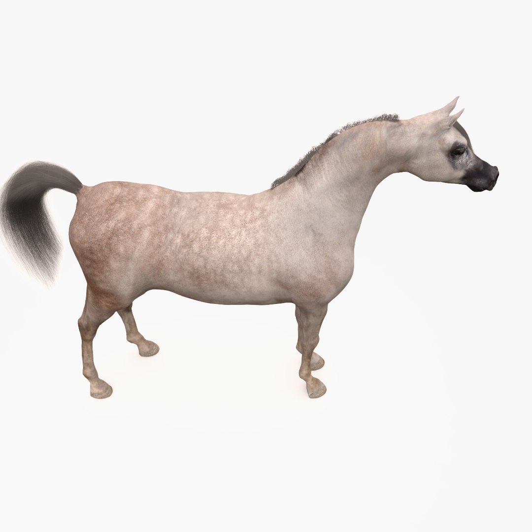 3d model horse arabian grey https://p.turbosquid.com/ts-thumb/hT/DSMUsn/6ngA7XXO/image_7/jpg/1466455588/1920x1080/fit_q87/71b8d5808e825f28e6f7f2bd7f870ff637be44a9/image_7.jpg