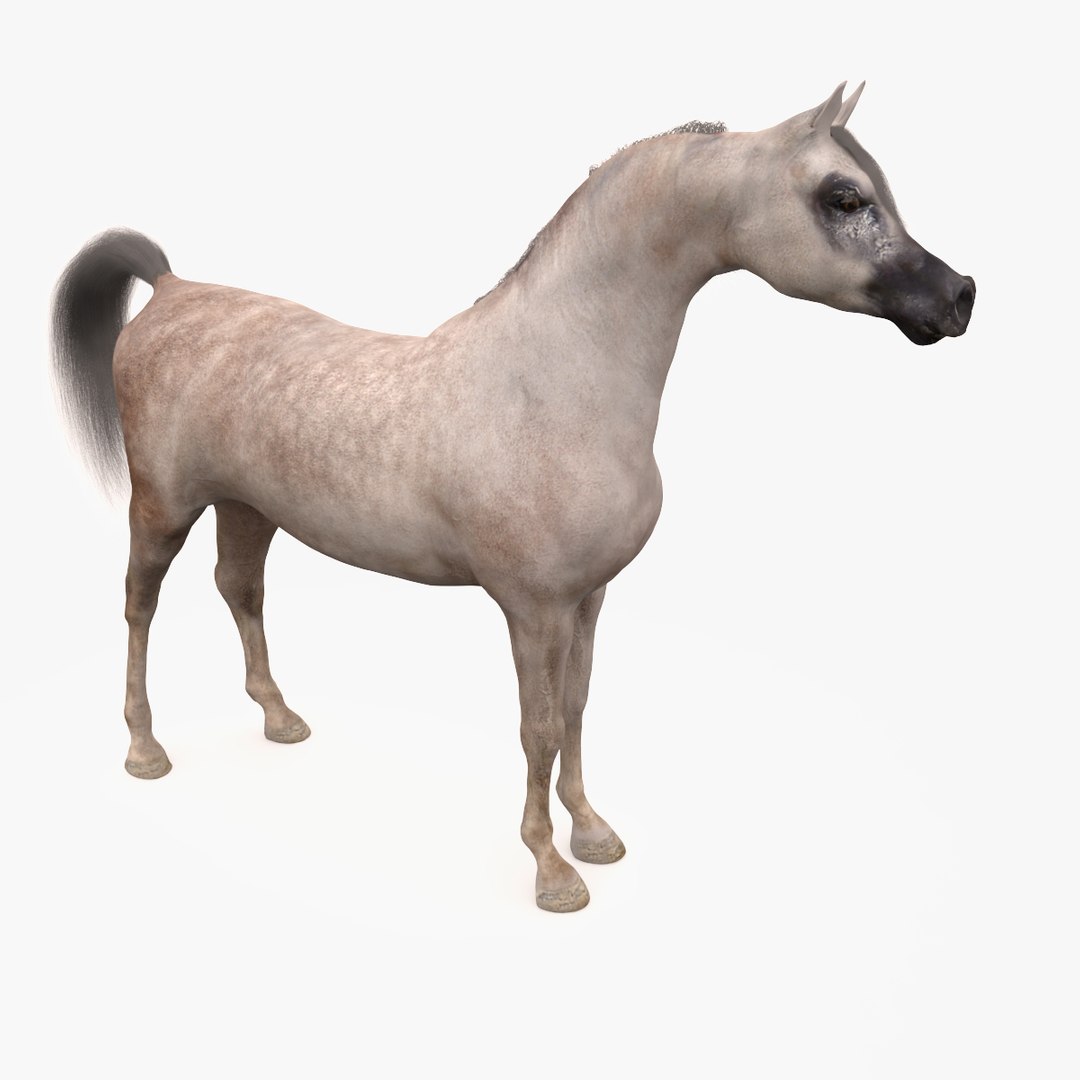 3d model horse arabian grey https://p.turbosquid.com/ts-thumb/hT/DSMUsn/kdRq6eXQ/image_6/jpg/1466455588/1920x1080/fit_q87/a61137047b4bcc475f17272b5efcd88633ab41a7/image_6.jpg