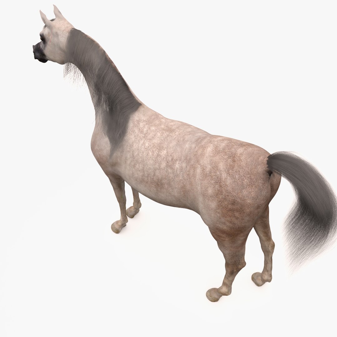 3d model horse arabian grey https://p.turbosquid.com/ts-thumb/hT/DSMUsn/pbdlPbi7/image_4/jpg/1466455588/1920x1080/fit_q87/9d7fce4b4204b617d177297aa76324496cdced57/image_4.jpg