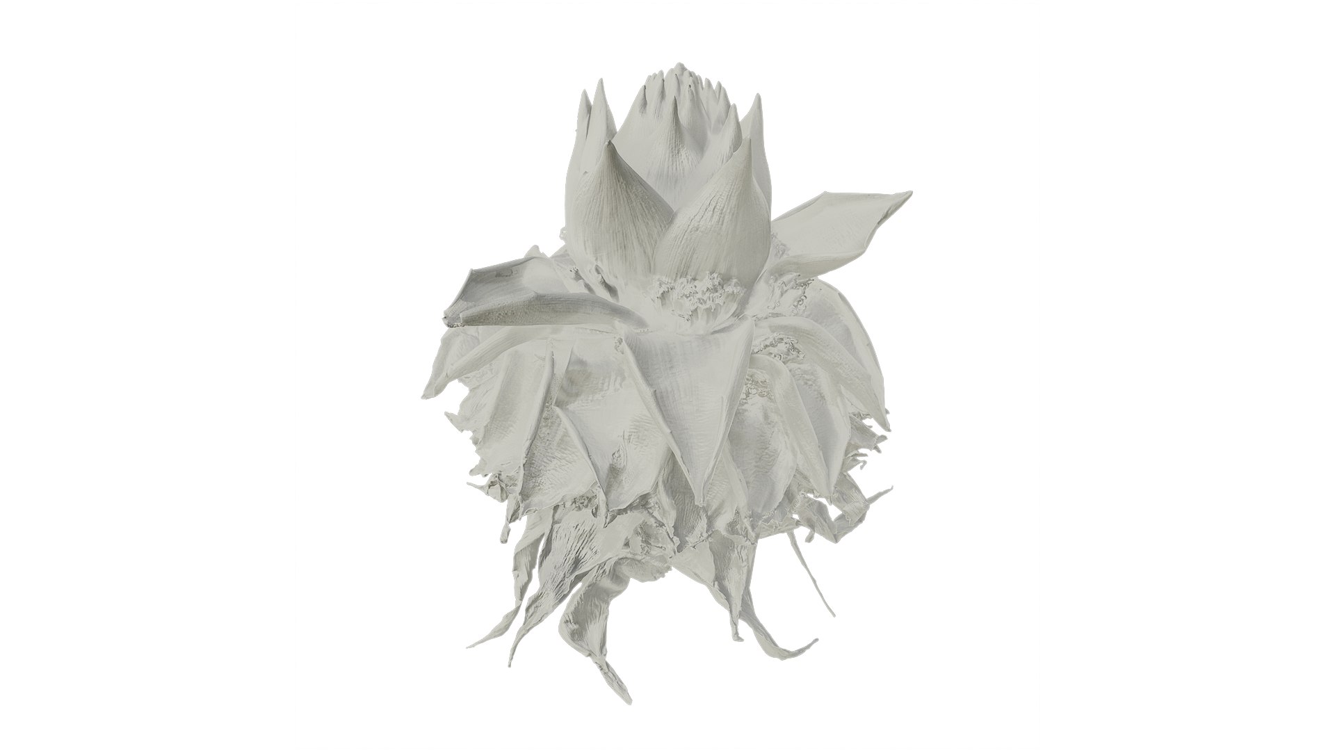 Anydrafts Musella Lasiocarpa Flower 02 Textures Model - TurboSquid 2356704