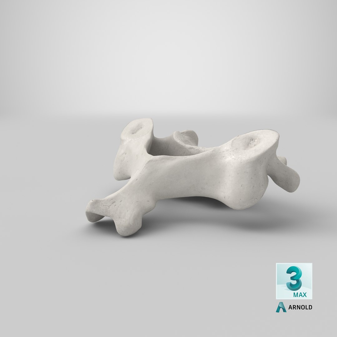 3D cervical vertebrae c3 c6 model https://p.turbosquid.com/ts-thumb/hT/Tn9oeS/El65fvqo/stemcell_max_arnold_render/png/1592476204/1920x1080/fit_q87/d2dfb09d358f8b335a71d19c08bd461b3ff8ab00/stemcell_max_arnold_render.jpg