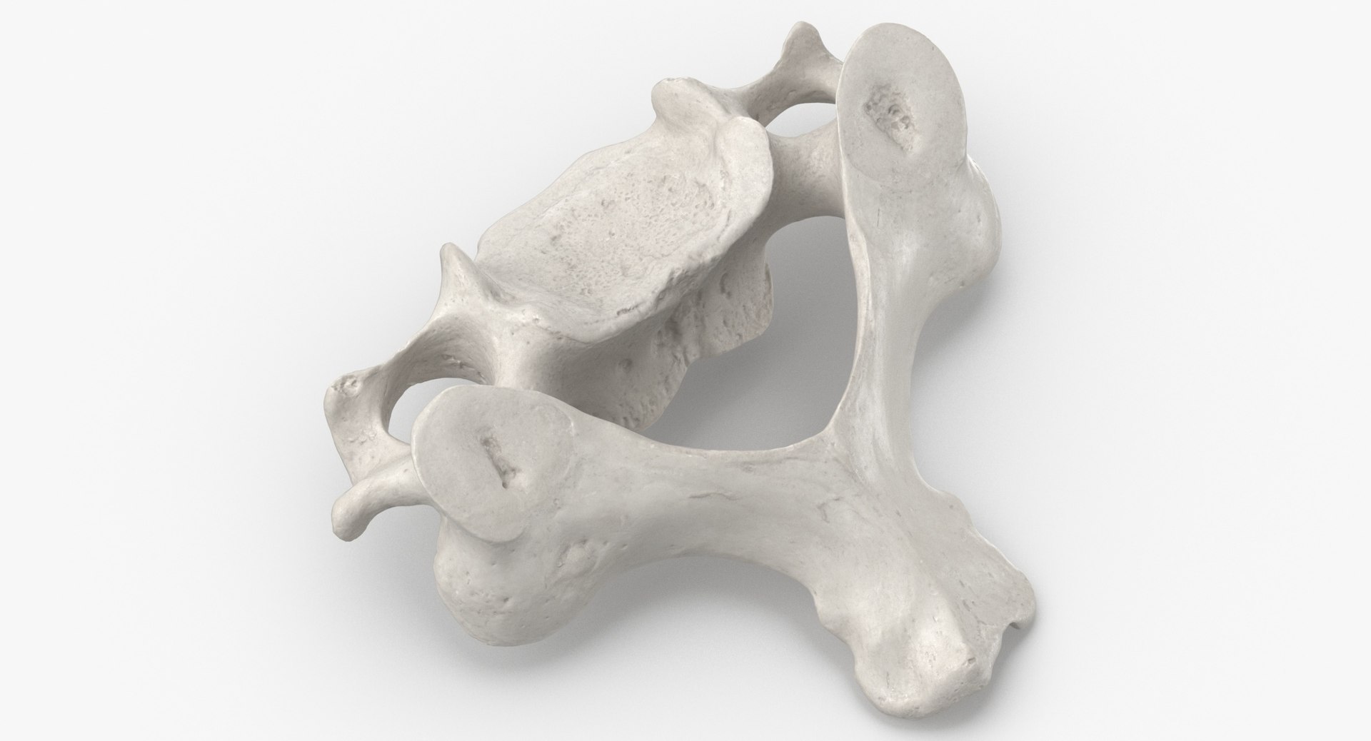 3D cervical vertebrae c3 c6 model https://p.turbosquid.com/ts-thumb/hT/Tn9oeS/dlHPGzcN/cervical_vertebrae_c3_to_c6_white_thumbnail_0002/jpg/1590747623/1920x1080/fit_q87/5a0be655d54621d970ed4b29ed81b91858f0b4c7/cervical_vertebrae_c3_to_c6_white_thumbnail_0002.jpg
