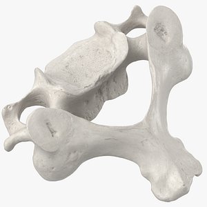 Real Cervical Vertebrae C3 to C6 White