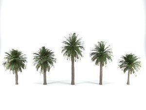 3D chilean wine palm trees model