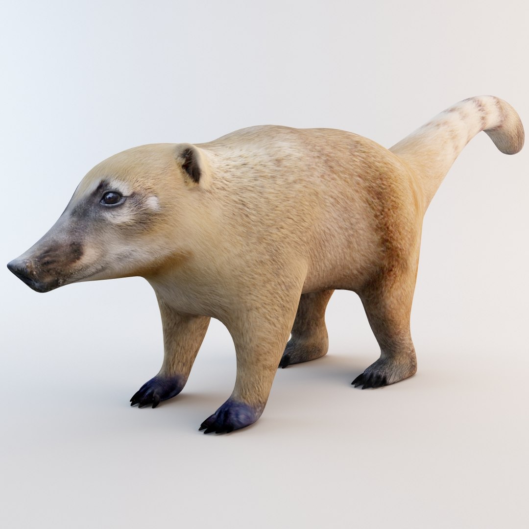 3ds max nasua raccoon modelled https://p.turbosquid.com/ts-thumb/hT/YvEtQb/NRQUOWAe/nasua_002/jpg/1360354656/1920x1080/fit_q87/e5c772bea71d08ba2a6a3bc43dec97815d317625/nasua_002.jpg
