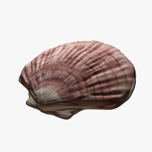 3D Seashell model