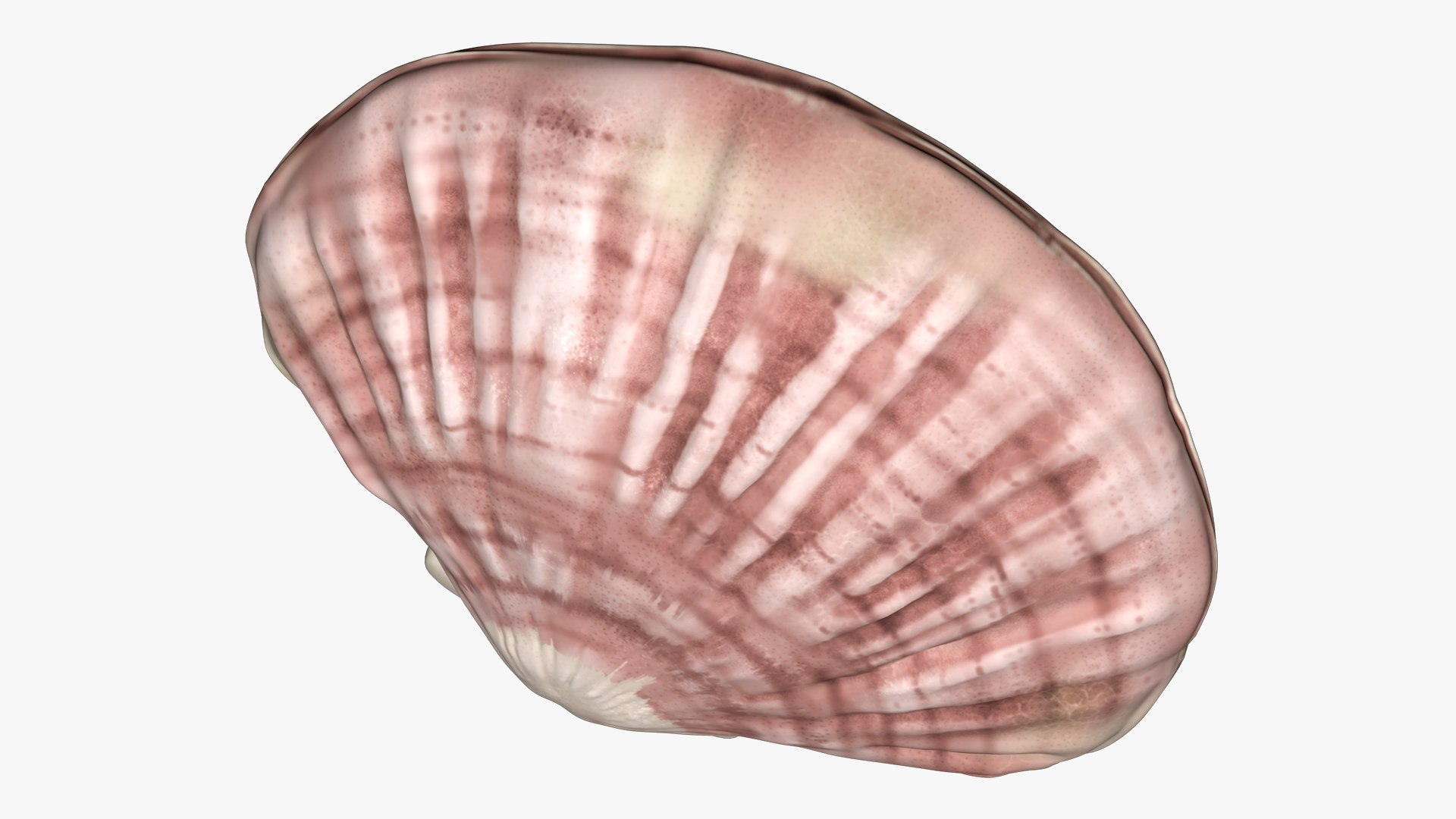 3D Seashell Model - TurboSquid 1738649