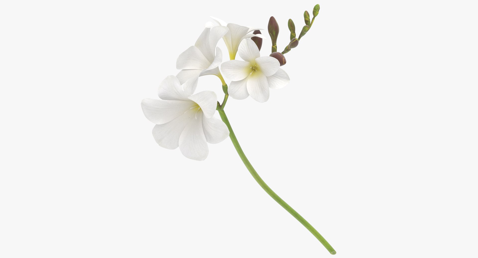 3D freesia white - model https://p.turbosquid.com/ts-thumb/hT/lj9kND/npL2nhyc/freesia_white_thumbnail_0000/jpg/1555671211/1920x1080/fit_q87/d2d3dede40e5ea42c8fb47391cf865cc78ad3ef9/freesia_white_thumbnail_0000.jpg
