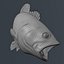 Bass Fish