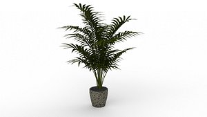 Areca palm 3D model