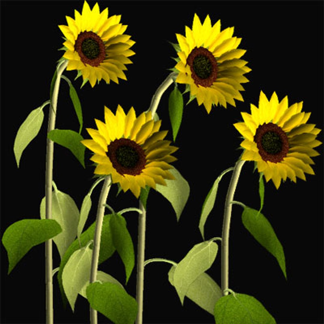 flower sunflower 3d model https://p.turbosquid.com/ts-thumb/hU/LHjMoM/lpsrJKY5/himawarisb/jpg/1018344925/1920x1080/fit_q87/3f2ee0d5568c19f336dd6c6e6d0d57f72749d2f3/himawarisb.jpg