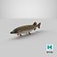 Pike Fish Swimming Pose