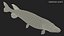 Pike Fish Swimming Pose