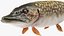 Pike Fish Swimming Pose
