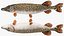 Pike Fish Swimming Pose