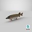 Pike Fish Swimming Pose
