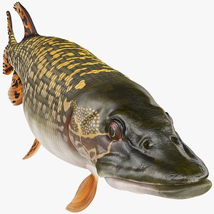 pike fish swimming pose 3D model