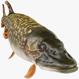Pike Fish Swimming Pose