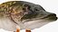 Pike Fish Swimming Pose