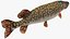 Pike Fish Swimming Pose