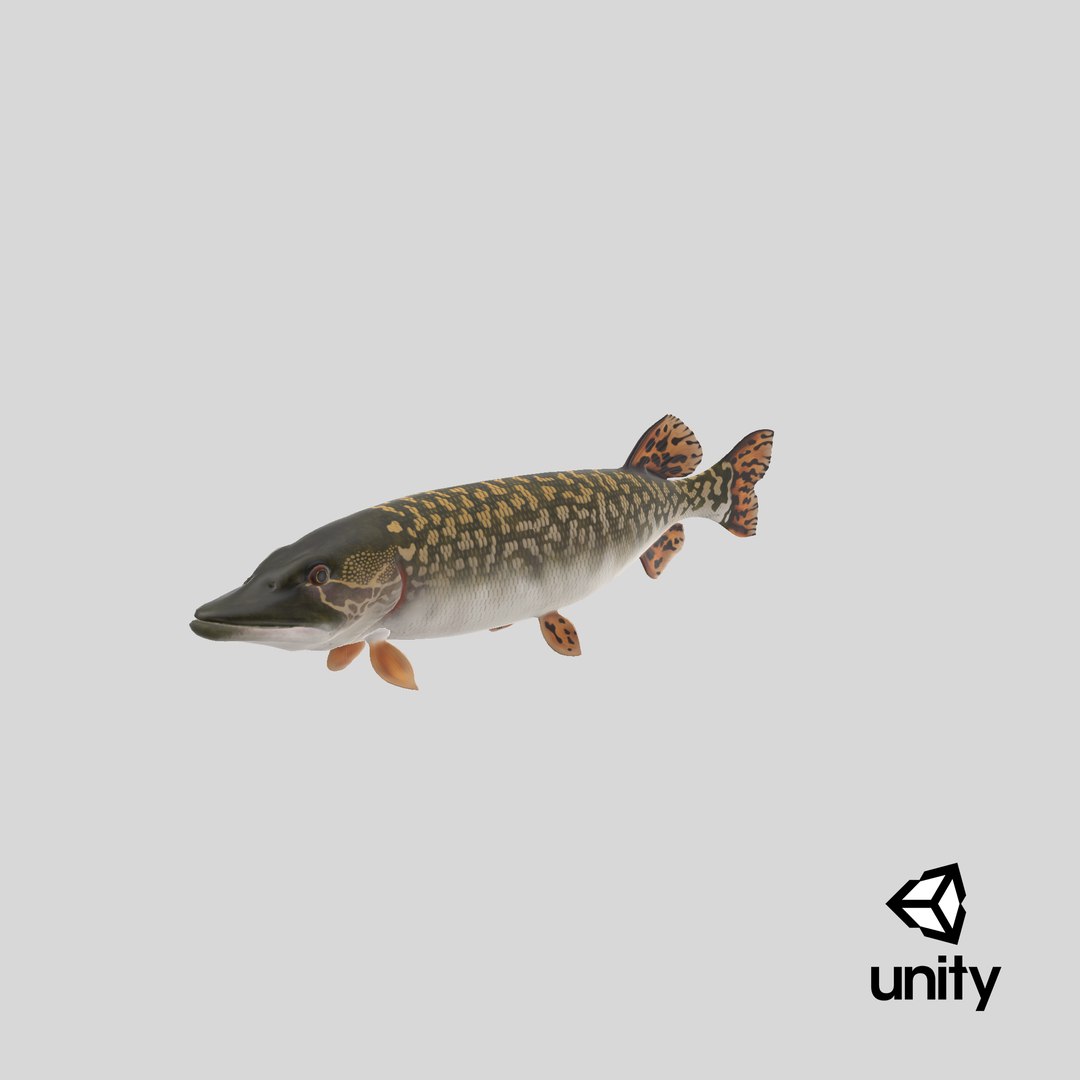 pike fish swimming pose 3D model https://p.turbosquid.com/ts-thumb/hU/OlViwn/Yb/stemcell_unity_render/png/1681410119/1920x1080/fit_q87/17401dea14b339e679747bf5436d35f905338e1f/stemcell_unity_render.jpg