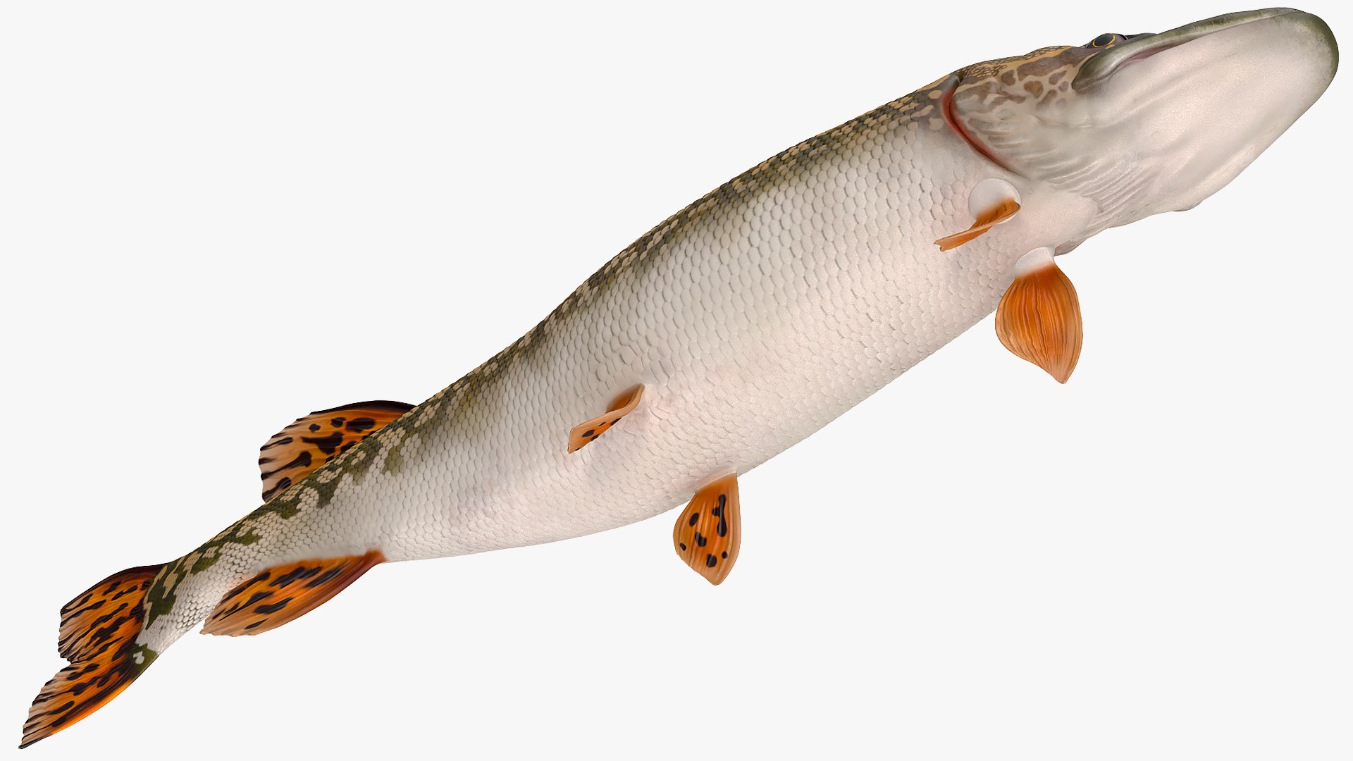 Pike fish swimming pose 3D model - TurboSquid 1584585