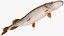 Pike Fish Swimming Pose
